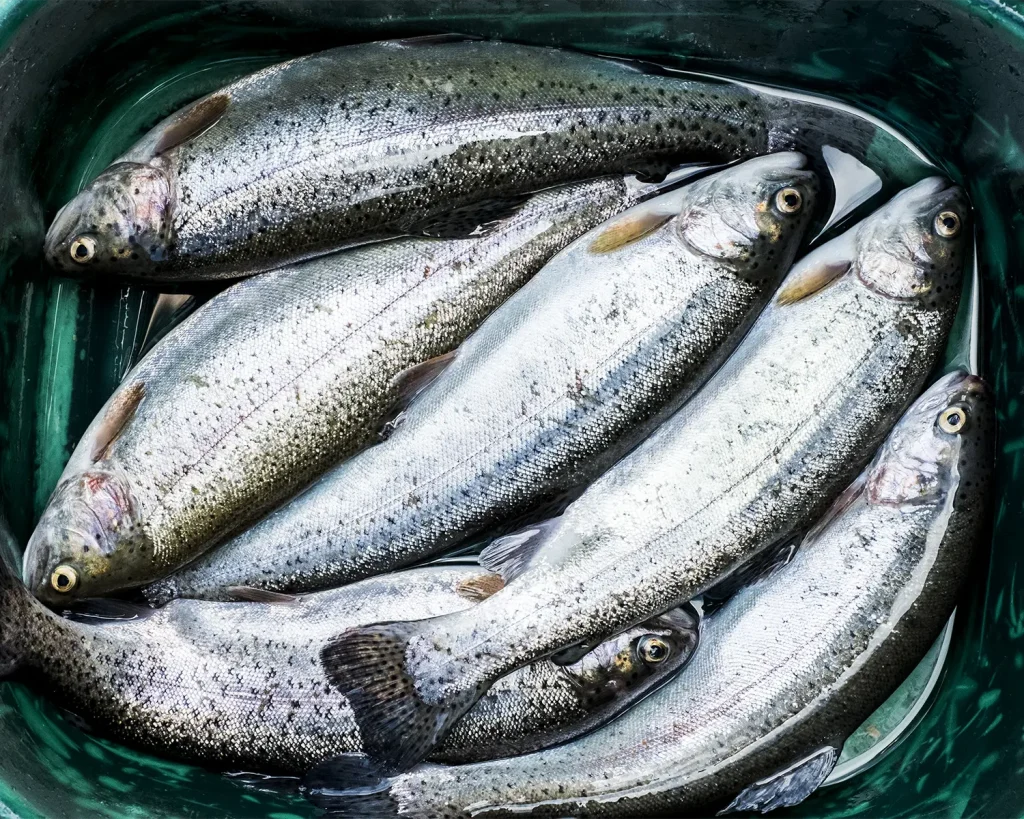 Trout Fish
