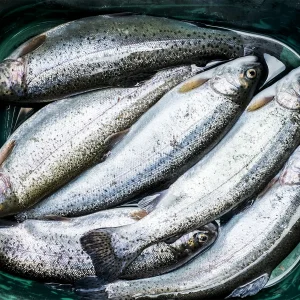 Trout Fish