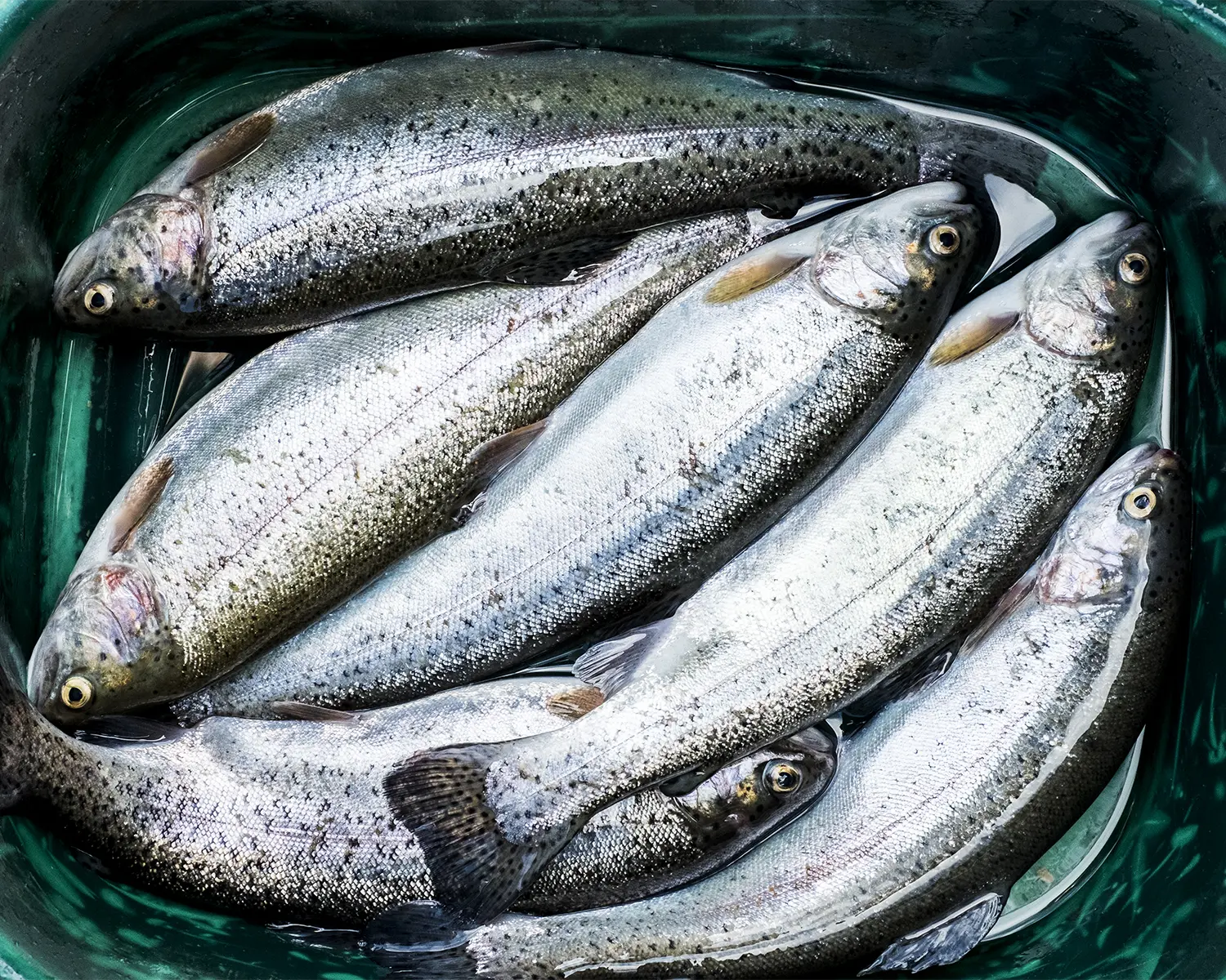 Trout Fish