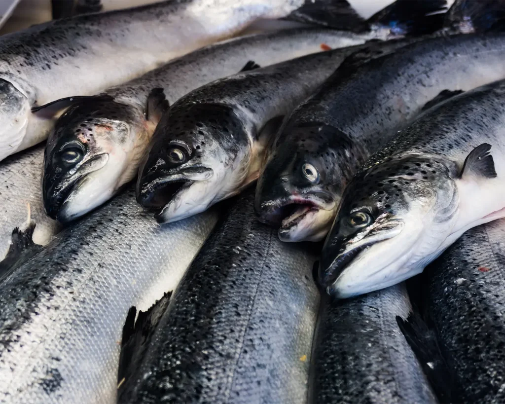Trout Salmon