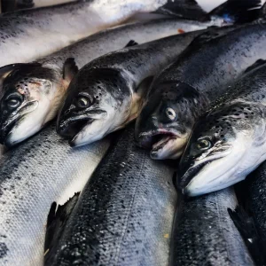 Trout Salmon