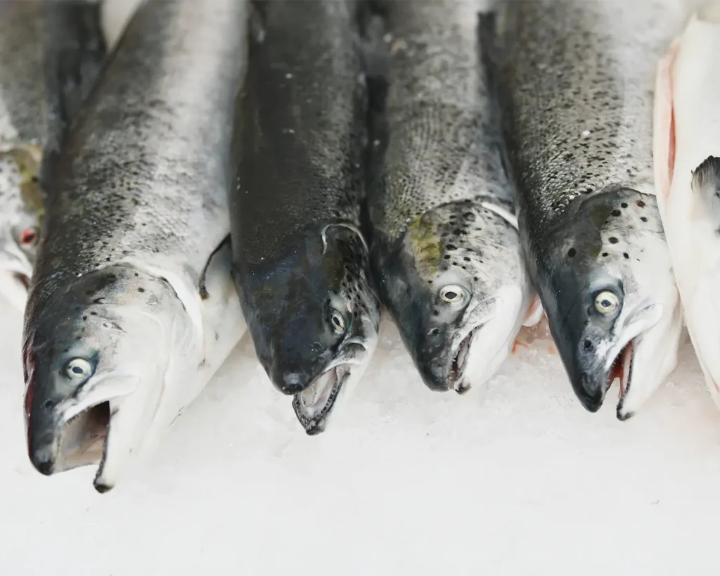 Salmon 2-3 kg