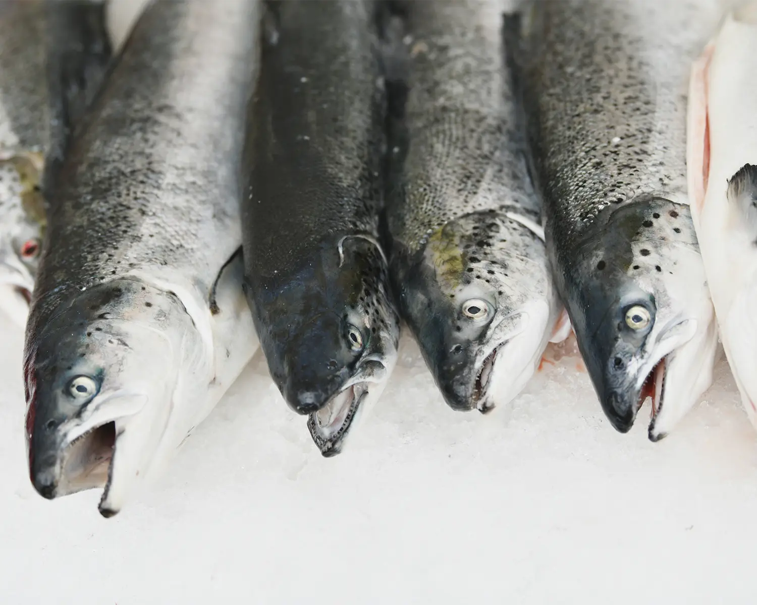 Salmon 2-3 kg
