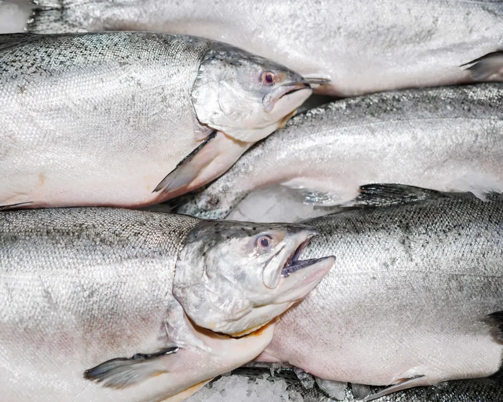 Salmon 3-4 kg