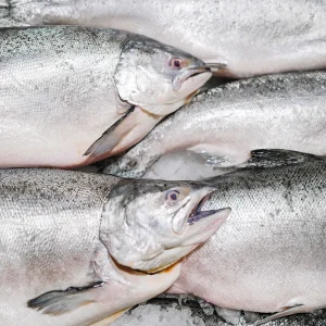Salmon 3-4 kg