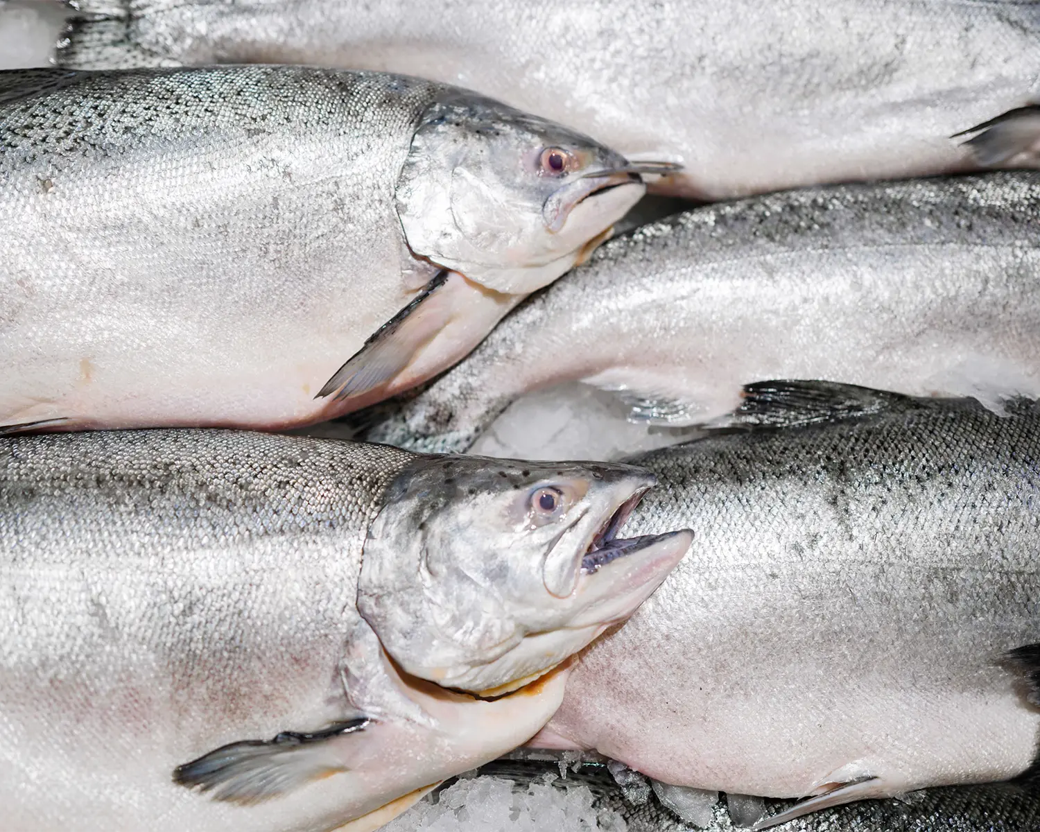 Salmon 3-4 kg