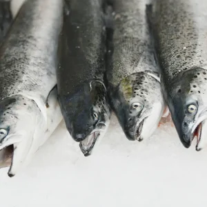 Salmon 3-4 kg
